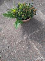 tuinplanten bloeiende struikjes in pot en varen, Tuin en Terras, Planten | Tuinplanten, Volle zon, Vaste plant, Winter, Ophalen