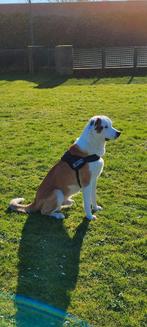 Lieve Spaans Mastin, Dieren en Toebehoren, Particulier, Rabiës (hondsdolheid), Reu, Buitenland