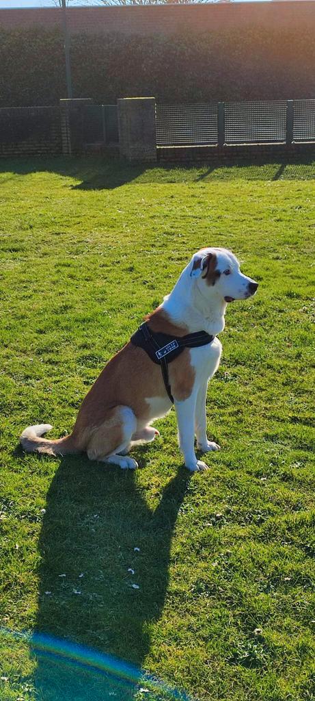 Lieve Spaans Mastin, Dieren en Toebehoren, Honden | Niet-rashonden, Groot, Reu, Particulier, Eén hond, Buitenland, 3 tot 5 jaar