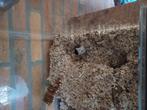 Koppel jonge gerbils, Augustus, Meerdere dieren, Overige typen