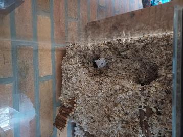 Koppel jonge gerbils beschikbaar voor biedingen