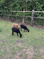 Ouessant ooien, Dieren en Toebehoren, Schapen, Geiten en Varkens, Vrouwelijk, Schaap