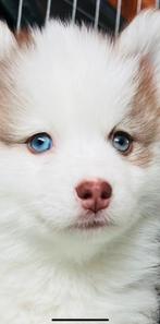 Prachtige Pomsky F4 teefje te koop, Dieren en Toebehoren, Honden | Poolhonden, Keeshonden en Oertypen, Rabiës (hondsdolheid), Overige rassen