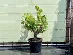 Druivenboom - Druif op oude stam - stamomvang 25-35 cm, Tuin en Terras, Planten | Bomen, 100 tot 250 cm, Zomer, Volle zon, In pot