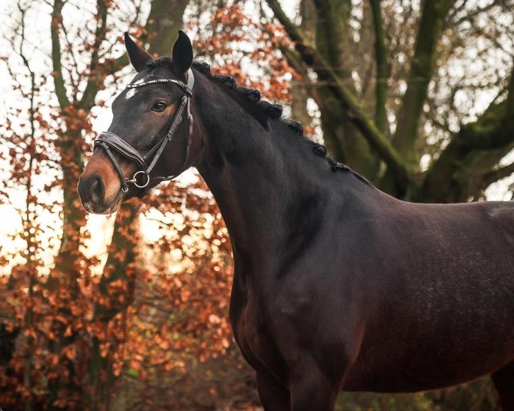 5 jarige Fountaine x Inspekteur, Dieren en Toebehoren, Paarden, Merrie, 160 tot 165 cm, 3 tot 6 jaar, Dressuurpaard