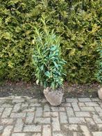 Prunus genolia 100/120 en 80/100., Tuin en Terras, Ophalen of Verzenden, Laurier, 100 tot 250 cm