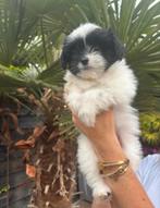 kruising Shih Tzu  Pomeriaan, Dieren en Toebehoren, Honden | Chihuahua's en Gezelschapshonden, Overige rassen, CDV (hondenziekte)