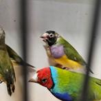 Koppel goulds met jongen, Meerdere dieren, Tropenvogel, Geringd