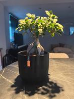 Bonsai boompje in Capi design pot, Ophalen, Kunststof, Rond, Binnen