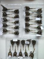 30x stuks Dam detek pellet  Feeder elasticated 25g, Watersport en Boten, Hengelsport | Zeevissen, Verzenden, Nieuw, Complete set