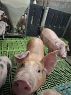 Biggen Duroc X Pietrain, Dieren en Toebehoren, Schapen, Geiten en Varkens, Meerdere dieren, Varken, 0 tot 2 jaar