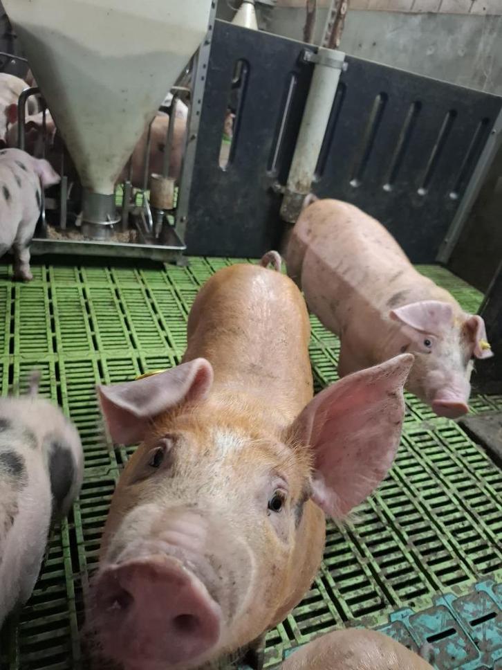 Biggen Duroc X Pietrain, Dieren en Toebehoren, Schapen, Geiten en Varkens, Varken, Meerdere dieren, 0 tot 2 jaar