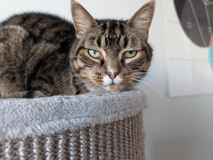 Kater Gerrit zoekt nieuw huis, Dieren en Toebehoren, Katten en Kittens | Raskatten | Korthaar, Kater, 6 jaar of ouder, Ontwormd