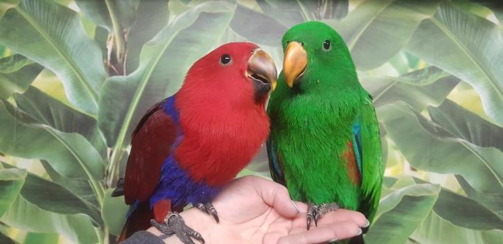 Edel | Baby | Papegaaien, Dieren en Toebehoren, Vogels | Parkieten en Papegaaien, Papegaai, Meerdere dieren, Pratend, Tam, Geringd