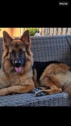 Prachtige, langharige Duitse herder puppy’s met rechte rug, Dieren en Toebehoren, Rabiës (hondsdolheid), 8 tot 15 weken, Meerdere