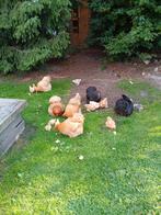 6 Cochin klokken met kuikens., Meerdere dieren, Kip