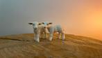 Schleich lammetjes, Verzamelen, Dierenverzamelingen, Ophalen of Verzenden, Nieuw, Paard, Beeldje of Figuurtje