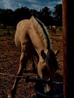 Verzorgster gezocht 16+ voor 4 d ponys, Dieren en Toebehoren, Stalling en Weidegang