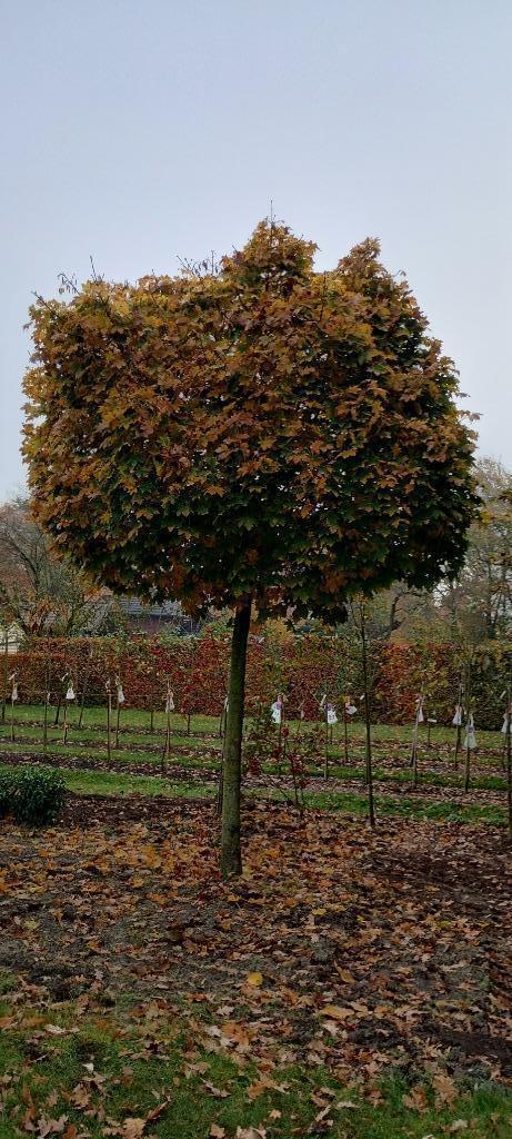 Bolesdoorn, Acer platanoides 'Globosum', Noorse bolesdoorn, Tuin en Terras, Planten | Bomen, Bolboom, 400 cm of meer, Volle zon