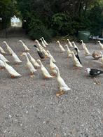 Loopeenden te koop, Dieren en Toebehoren, Pluimvee, Meerdere dieren, Eend