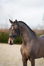Mega knappe Welsh D pony, Dieren en Toebehoren, Pony's, Merrie, Met stamboom, Dressuurpony, L