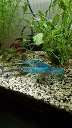 Blauwe kreeft, Dieren en Toebehoren, Vis
