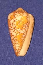 Schelpen, Conus behelokansis, Ophalen of Verzenden, Schelp(en)