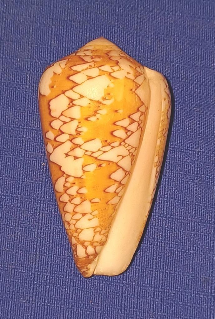 Schelpen, Conus behelokansis, Verzamelen, Mineralen en Fossielen, Schelp(en), Ophalen of Verzenden