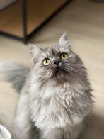 Kitten (poesje) GEZOCHT, Dieren en Toebehoren, Katten en Kittens | Overige Katten, Poes