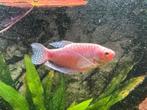 Twee witte Goerami’s (koppeltje), Dieren en Toebehoren, Vissen | Aquariumvissen, Vis, Zoetwatervis