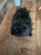 Cavia zwart nr.2, Cavia, Mannelijk, November, Tam