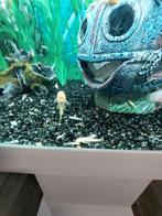 Jonge algeneters Ancistrus L144
albino, Vis