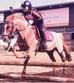 Verzorger/bijrijder AANGEBODEN, Dieren en Toebehoren, Paarden en Pony's | Verzorgingsproducten, Ophalen of Verzenden