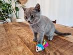 Britsekorthaar kittens, Dieren en Toebehoren, Katten en Kittens | Overige Katten, Poes
