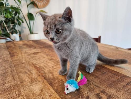 Britsekorthaar kittens, Dieren en Toebehoren, Katten en Kittens | Overige Katten, Poes