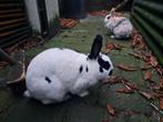 2 konijnen gecastreerd, Dieren en Toebehoren, Konijnen, Meerdere dieren, Middelgroot