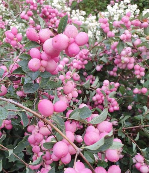 Symphoricarpos Magic Berry | Sneeuwbes | Chemievrij, Tuin en Terras, Planten | Struiken en Hagen, Struik, Overige soorten, Minder dan 100 cm