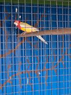 Te koop rosellas pop, Dieren en Toebehoren, Vogels | Parkieten en Papegaaien, Vrouwelijk, Parkiet