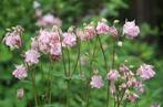 Aquilegia vulgaris - Wilde akelei - uit eigen tuin, Ophalen of Verzenden, Voorjaar, Volle zon, Zaad