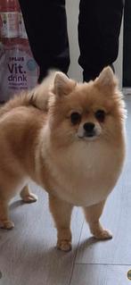 Lieve pomeriaan teefje te koop, Dieren en Toebehoren, 15 weken tot 1 jaar, Overige rassen, Teef, Parvo