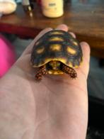 Landschildpadjes  (nog enkelle beschikbaar), Dieren en Toebehoren, Reptielen en Amfibieën, Amfibie