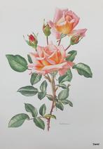 1638 - 1644 Rozenposter Poster prent met rozen AM TRECHSLIN, Antiek en Kunst, Ophalen of Verzenden