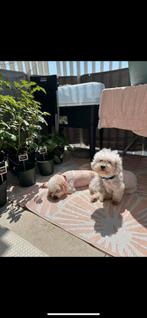Maltipoo puppy’s binnenkort beschikbaar – laatste nestje, Maltezer, Particulier, 8 tot 15 weken, Buitenland