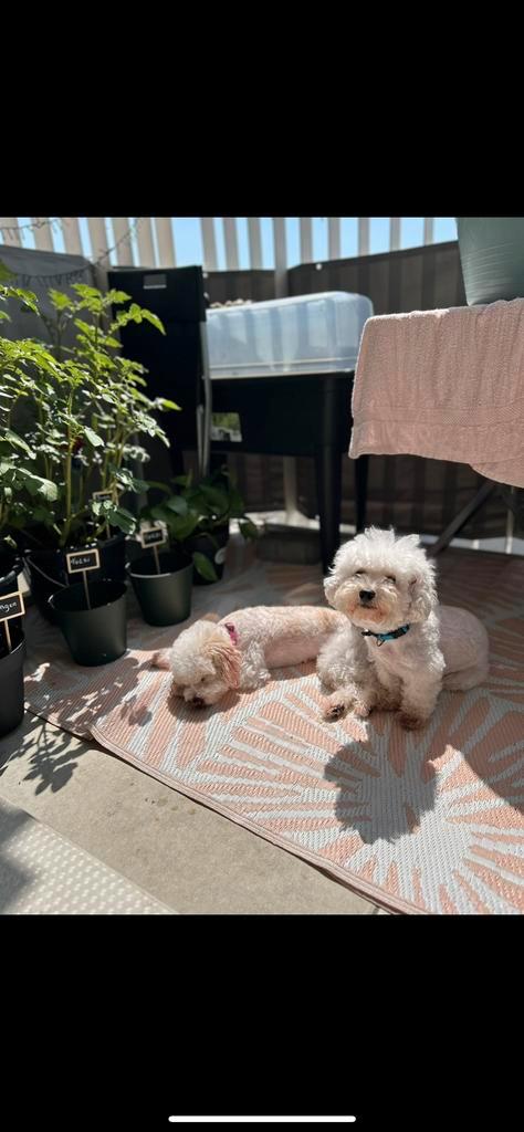 Maltipoo puppy’s binnenkort beschikbaar – laatste nestje, Dieren en Toebehoren, Honden | Chihuahua's en Gezelschapshonden, Maltezer
