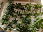Anubias nana, aquariumplant, Ophalen, Nieuw, Plant(en), Steen of Hout