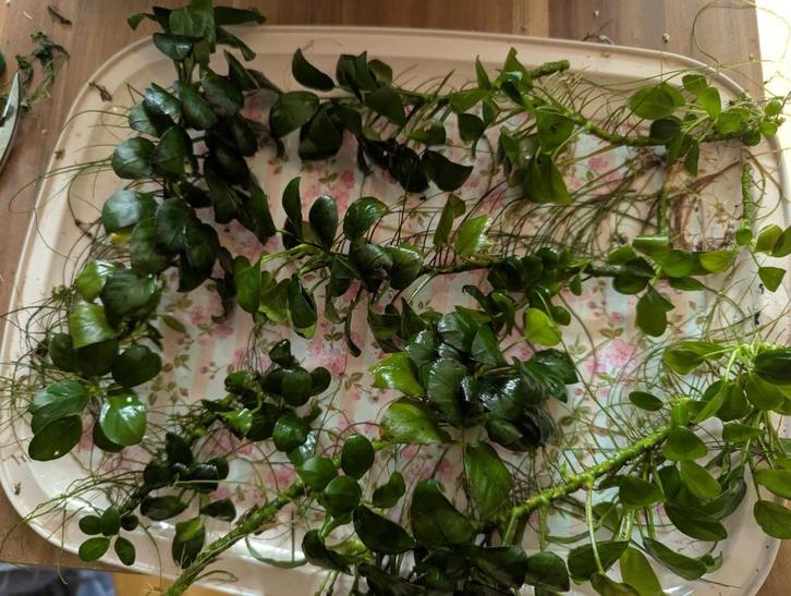 Anubias nana, aquariumplant, Dieren en Toebehoren, Vissen | Aquaria en Toebehoren, Nieuw, Plant(en), Steen of Hout, Ophalen