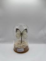 Vlinder in stolp, Ophalen of Verzenden, Nieuw, Insect, Beeldje of Figuurtje