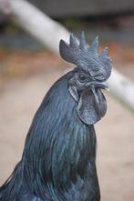 BROEDEIEREN AYAM CEMANI (MEEST GEPIGMENTEERDE KIP!), Geslacht onbekend, Kip