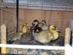 Jonge eendjes, loopeenden, week oud, Dieren en Toebehoren, Geslacht onbekend, Eend
