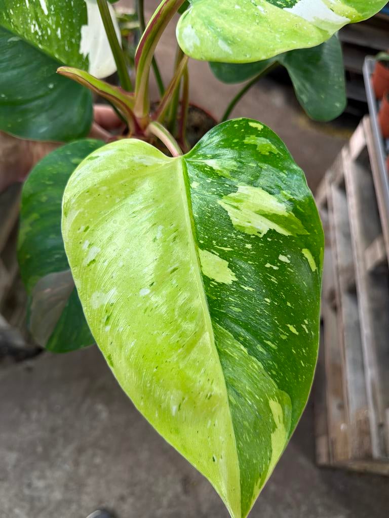 Philodendron Fresh Aurea Variegata - Pot 14 cm, Overige soorten, In pot, Minder dan 100 cm, Groene kamerplant